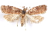  ( - CCDB-29463-C02)  @11 [ ] CreativeCommons - Attribution (2017) CBG Photography Group Centre for Biodiversity Genomics