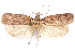  ( - CCDB-29463-C06)  @11 [ ] CreativeCommons - Attribution (2017) CBG Photography Group Centre for Biodiversity Genomics
