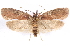  ( - CCDB-29463-C07)  @11 [ ] CreativeCommons - Attribution (2017) CBG Photography Group Centre for Biodiversity Genomics