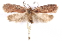  ( - CCDB-29463-C08)  @11 [ ] CreativeCommons - Attribution (2017) CBG Photography Group Centre for Biodiversity Genomics