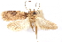  (Agonopterix pteleae - CCDB-29463-C09)  @11 [ ] CreativeCommons - Attribution (2017) CBG Photography Group Centre for Biodiversity Genomics
