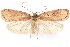  ( - CCDB-29463-D03)  @11 [ ] CreativeCommons - Attribution (2017) CBG Photography Group Centre for Biodiversity Genomics