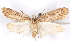  ( - CCDB-29463-D04)  @11 [ ] CreativeCommons - Attribution (2017) CBG Photography Group Centre for Biodiversity Genomics