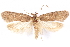  ( - CCDB-29463-E03)  @11 [ ] CreativeCommons - Attribution (2017) CBG Photography Group Centre for Biodiversity Genomics