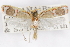  (Filinota ignita - CCDB-29463-E12)  @11 [ ] CreativeCommons - Attribution (2017) CBG Photography Group Centre for Biodiversity Genomics