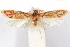  ( - CCDB-29463-F01)  @11 [ ] CreativeCommons - Attribution (2017) CBG Photography Group Centre for Biodiversity Genomics