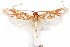  (Filinota regifica - CCDB-29463-F02)  @11 [ ] CreativeCommons - Attribution (2017) CBG Photography Group Centre for Biodiversity Genomics