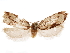  ( - CCDB-29464-A06)  @11 [ ] CreativeCommons - Attribution (2018) CBG Photography Group Centre for Biodiversity Genomics