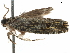 (Paratoonavora - CCDB-29464-B01)  @11 [ ] CreativeCommons - Attribution (2018) CBG Photography Group Centre for Biodiversity Genomics