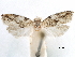  ( - CCDB-29464-C03)  @11 [ ] CreativeCommons - Attribution (2018) CBG Photography Group Centre for Biodiversity Genomics