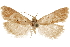  ( - CCDB-29464-C08)  @11 [ ] CreativeCommons - Attribution (2018) CBG Photography Group Centre for Biodiversity Genomics