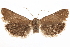  ( - CCDB-29464-D06)  @11 [ ] CreativeCommons - Attribution (2018) CBG Photography Group Centre for Biodiversity Genomics
