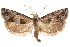  ( - CCDB-29464-D08)  @11 [ ] CreativeCommons - Attribution (2018) CBG Photography Group Centre for Biodiversity Genomics