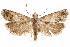  ( - CCDB-29464-D09)  @11 [ ] CreativeCommons - Attribution (2018) CBG Photography Group Centre for Biodiversity Genomics