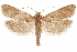  ( - CCDB-29464-D12)  @11 [ ] CreativeCommons - Attribution (2018) CBG Photography Group Centre for Biodiversity Genomics