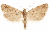  ( - CCDB-29464-E01)  @11 [ ] CreativeCommons - Attribution (2018) CBG Photography Group Centre for Biodiversity Genomics