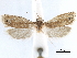  ( - CCDB-29464-F02)  @11 [ ] CreativeCommons - Attribution (2018) CBG Photography Group Centre for Biodiversity Genomics