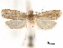  ( - CCDB-29464-F03)  @11 [ ] CreativeCommons - Attribution (2018) CBG Photography Group Centre for Biodiversity Genomics