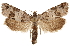  ( - CCDB-29464-F12)  @11 [ ] CreativeCommons - Attribution (2018) CBG Photography Group Centre for Biodiversity Genomics