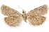  ( - CCDB-29464-G04)  @11 [ ] CreativeCommons - Attribution (2018) CBG Photography Group Centre for Biodiversity Genomics