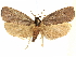  ( - CCDB-29465-B10)  @11 [ ] CreativeCommons - Attribution (2018) CBG Photography Group Centre for Biodiversity Genomics