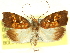  ( - CCDB-29465-C08)  @11 [ ] CreativeCommons - Attribution (2018) CBG Photography Group Centre for Biodiversity Genomics