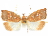  ( - CCDB-29465-C11)  @11 [ ] CreativeCommons - Attribution (2018) CBG Photography Group Centre for Biodiversity Genomics