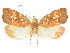  ( - CCDB-29465-C12)  @11 [ ] CreativeCommons - Attribution (2018) CBG Photography Group Centre for Biodiversity Genomics
