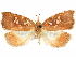  (Coptotelia pecten - CCDB-29465-D01)  @11 [ ] CreativeCommons - Attribution (2018) CBG Photography Group Centre for Biodiversity Genomics