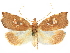  ( - CCDB-29465-D02)  @11 [ ] CreativeCommons - Attribution (2018) CBG Photography Group Centre for Biodiversity Genomics