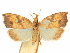  (Coptotelia perseaphaga - CCDB-29465-D03)  @11 [ ] CreativeCommons - Attribution (2018) CBG Photography Group Centre for Biodiversity Genomics