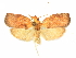 ( - CCDB-29465-E11)  @11 [ ] CreativeCommons - Attribution (2018) CBG Photography Group Centre for Biodiversity Genomics