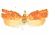  ( - CCDB-29465-G03)  @11 [ ] CreativeCommons - Attribution (2018) CBG Photography Group Centre for Biodiversity Genomics