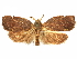  ( - CCDB-29465-H03)  @11 [ ] CreativeCommons - Attribution (2018) CBG Photography Group Centre for Biodiversity Genomics