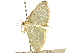  (Amaurinia - CCDB-29466-A05)  @11 [ ] CreativeCommons - Attribution (2017) CBG Photography Group Centre for Biodiversity Genomics