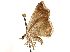  (Trotocalpe - CCDB-29466-B01)  @11 [ ] CreativeCommons - Attribution (2017) CBG Photography Group Centre for Biodiversity Genomics