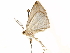  ( - CCDB-29466-B05)  @11 [ ] CreativeCommons - Attribution (2017) CBG Photography Group Centre for Biodiversity Genomics