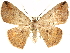  ( - CCDB-29466-B07)  @14 [ ] CreativeCommons - Attribution (2017) CBG Photography Group Centre for Biodiversity Genomics