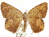  (Mimomma ochriplaga - CCDB-29466-B08)  @11 [ ] CreativeCommons - Attribution (2017) CBG Photography Group Centre for Biodiversity Genomics