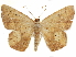  ( - CCDB-29466-B09)  @11 [ ] CreativeCommons - Attribution (2017) CBG Photography Group Centre for Biodiversity Genomics