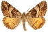  ( - CCDB-29466-C07)  @11 [ ] CreativeCommons - Attribution (2017) CBG Photography Group Centre for Biodiversity Genomics