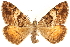  ( - CCDB-29466-C08)  @11 [ ] CreativeCommons - Attribution (2017) CBG Photography Group Centre for Biodiversity Genomics