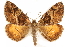  ( - CCDB-29466-C09)  @11 [ ] CreativeCommons - Attribution (2017) CBG Photography Group Centre for Biodiversity Genomics