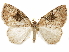  ( - CCDB-29466-D01)  @14 [ ] CreativeCommons - Attribution (2017) CBG Photography Group Centre for Biodiversity Genomics