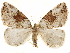  ( - CCDB-29466-D03)  @14 [ ] CreativeCommons - Attribution (2017) CBG Photography Group Centre for Biodiversity Genomics