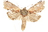  ( - CCDB-29466-F03)  @13 [ ] CreativeCommons - Attribution (2017) CBG Photography Group Centre for Biodiversity Genomics