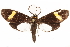  (Ephialtias abrupta - CCDB-29466-G05)  @11 [ ] CreativeCommons - Attribution (2017) CBG Photography Group Centre for Biodiversity Genomics