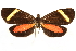  (Ephialtias tenuifascia - CCDB-29466-G07)  @11 [ ] CreativeCommons - Attribution (2017) CBG Photography Group Centre for Biodiversity Genomics