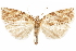  (Goniotorna verticillata - CCDB-29466-H02)  @11 [ ] CreativeCommons - Attribution (2017) CBG Photography Group Centre for Biodiversity Genomics