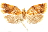  (Daemilus fulvus - CCDB-29466-H03)  @11 [ ] CreativeCommons - Attribution (2017) CBG Photography Group Centre for Biodiversity Genomics